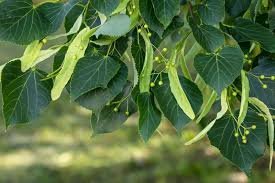 Lindens - Image 2