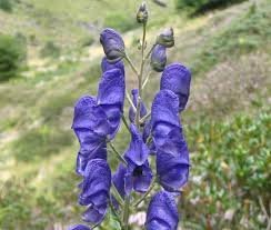 Monkshood Flower