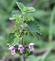 Horehound- N