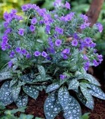 Lungwort