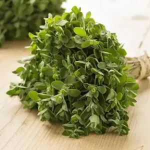 Marjoram