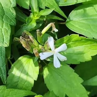 Soapwort