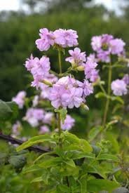 Soapwort - Image 2