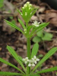 Cleavers (sticklewort)