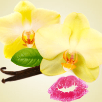 French vanilla fragrance oil for lip balm